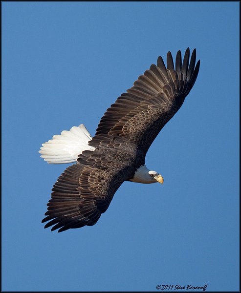 _1SB7568 american bald eagle.jpg
